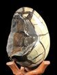 Septarian Dragon Egg Geode - Black Crystals #37123-3